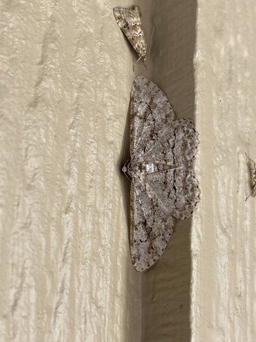 iNaturalist observation photo of Kiawe Moth