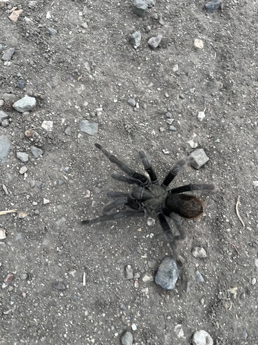 iNaturalist observation photo of Steindachner's Ebony Tarantula