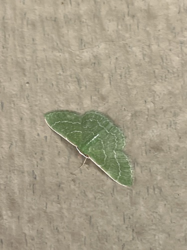 iNaturalist observation photo of Wavy-lined Emerald