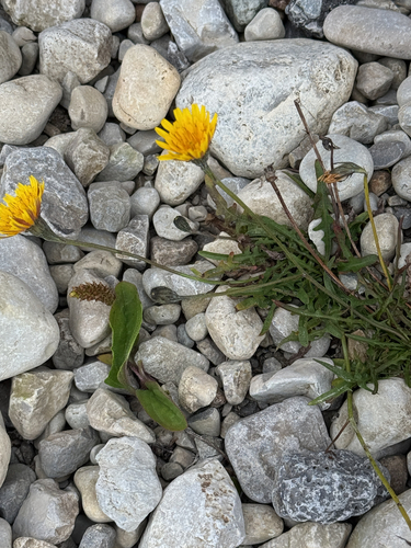 Autumn Hawkbit