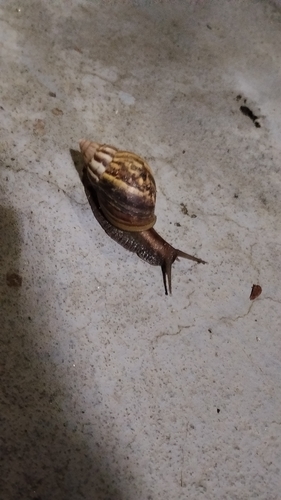 African Giant Snail