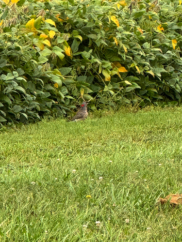 Northern Flicker