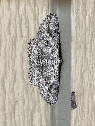 iNaturalist observation photo of North American Common Gray