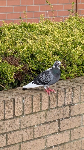 Feral Pigeon