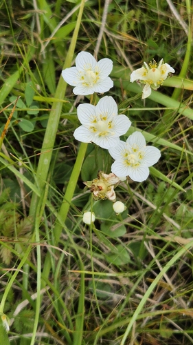 marsh grass-of-Parnassus