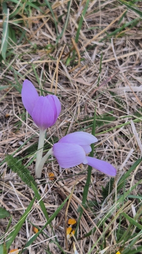 Autumn Crocus