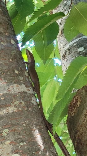 Green Anole