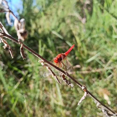 Broad Scarlet