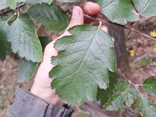 Swedish Whitebeam