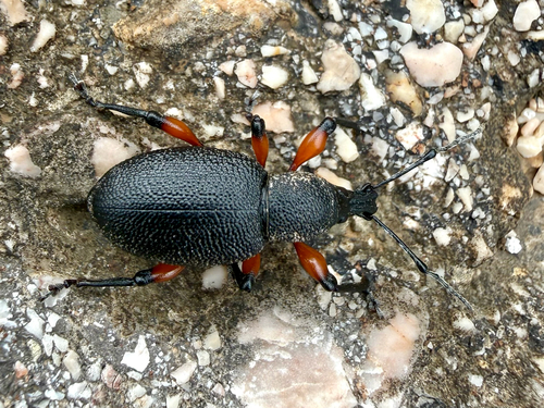 Otiorhynchus cardiniger