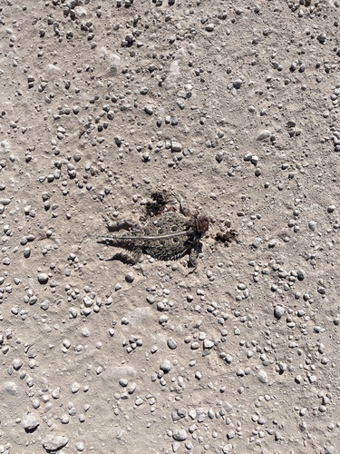 Texas Horned Lizard