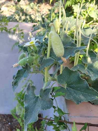 squirting cucumber