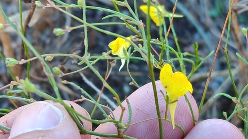 Ballast Toadflax