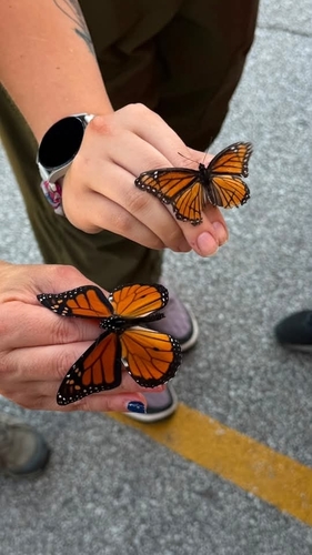 Viceroy