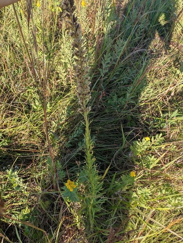 lanceleaf blazing star