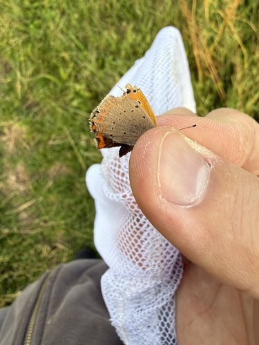Small Copper