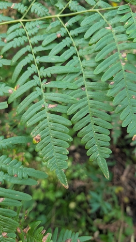 common bracken