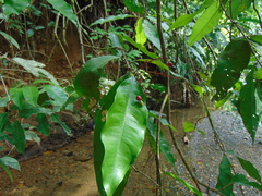 Ouratea osaensis image