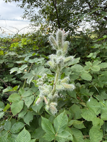 purple rattlesnake root