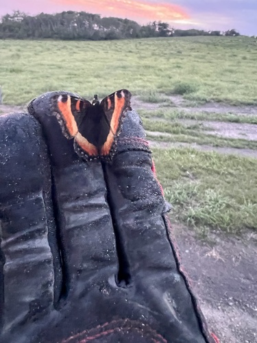 Milbert's Tortoiseshell