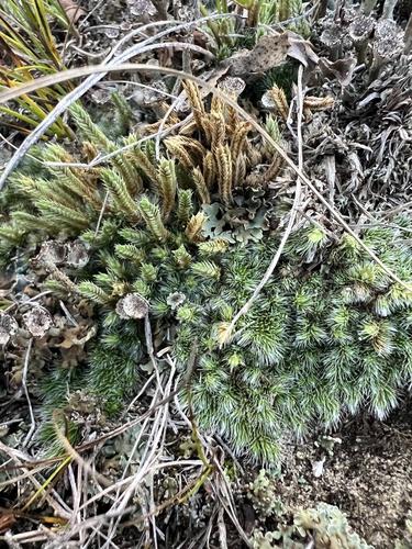 dense spikemoss