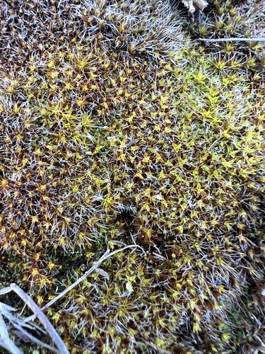 Star Moss
