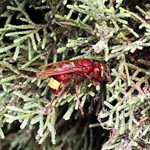 Oriental Hornet
