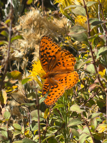 iNaturalist observation photo of Greater Fritillaries