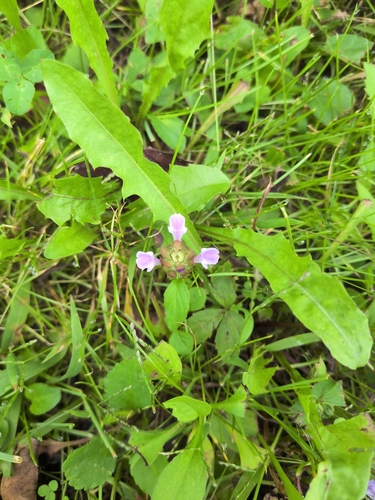common selfheal