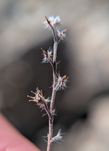 iNaturalist observation photo of Flatspine Stickseed