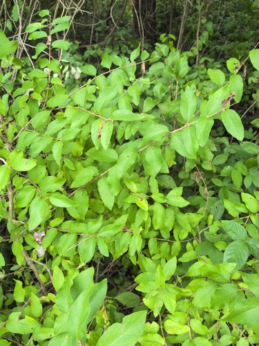 Honeysuckle Leaf Blight