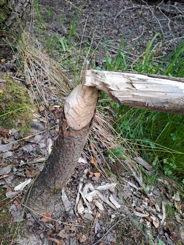 Eurasian Beaver