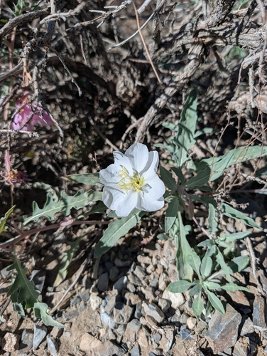 iNaturalist observation photo of California evening primrose