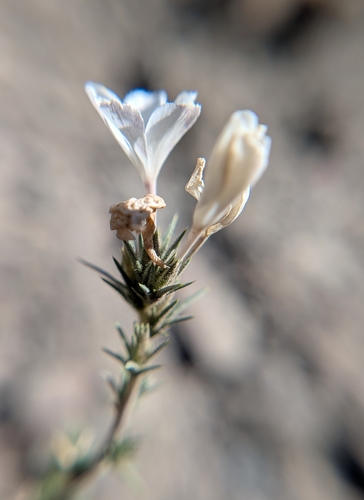 iNaturalist observation photo of Granite Prickly Phlox