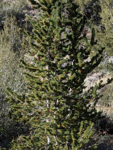 iNaturalist observation photo of Great Basin bristlecone pine