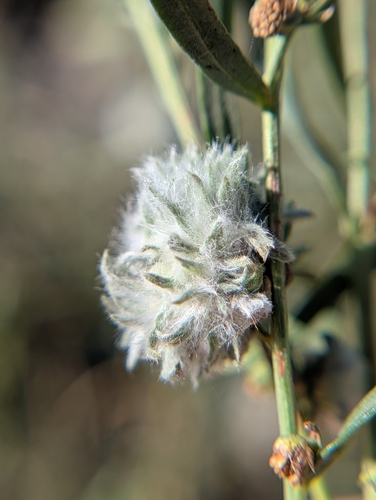 iNaturalist observation photo of Woolly Bud Gall Midge