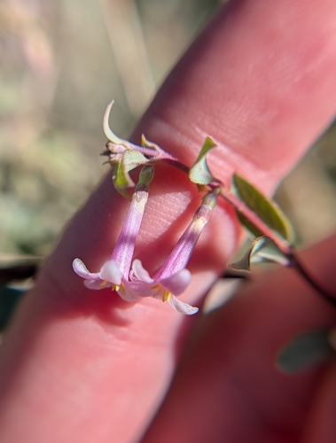 iNaturalist observation photo of fragrant snowberry
