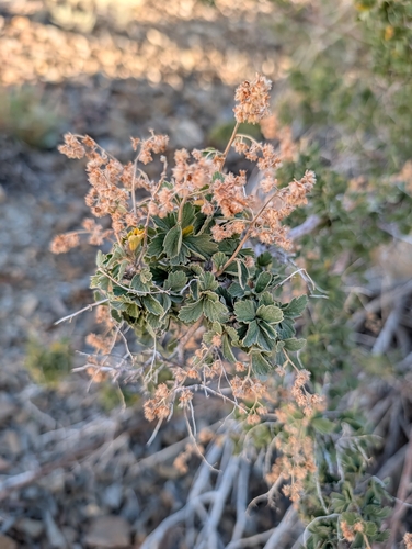 iNaturalist observation photo of Ocean spray