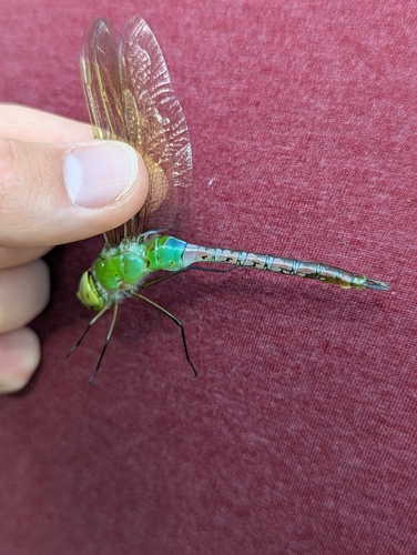 Common Green Darner