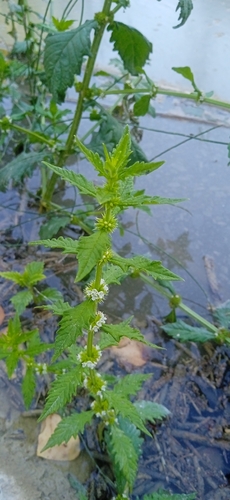 European water-horehound