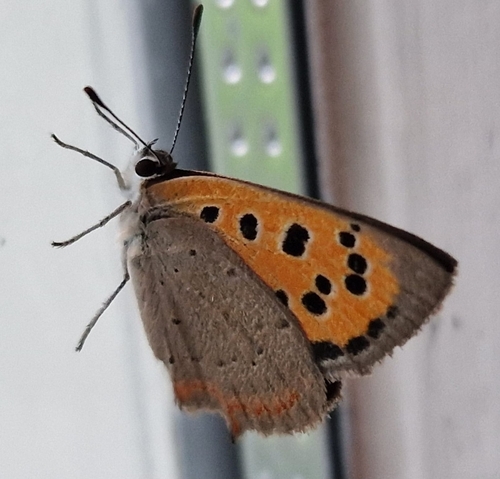 Small Copper