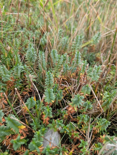 Sea Milkwort