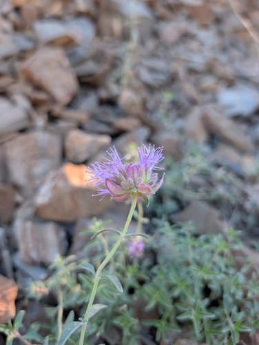 iNaturalist observation photo of Monardellas