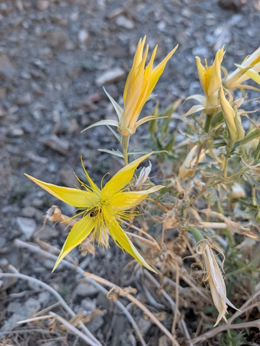 iNaturalist observation photo of Giant Blazingstar