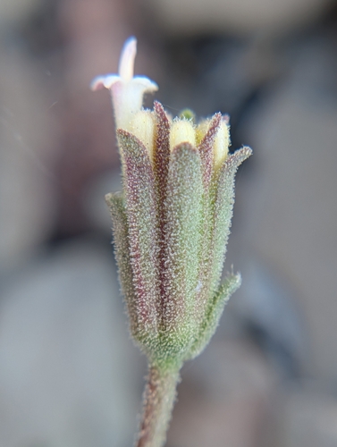 iNaturalist observation photo of Hoary Pincushion
