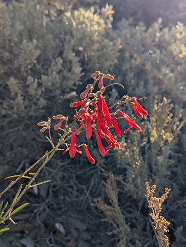 iNaturalist observation photo of Bridges' penstemon