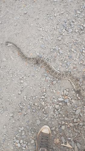 Western Diamond-backed Rattlesnake