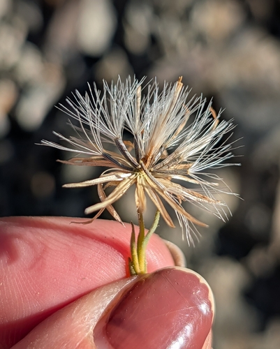 iNaturalist observation photo of Narrowleaf Brickellbush
