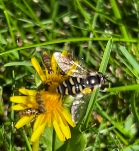 Bare-winged Aphideater