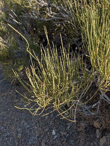 iNaturalist observation photo of Green Ephedra